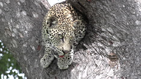 Nahaufnahme-Eines-Leoparden,-Der-Auf-Einem-Baum-Sitzt