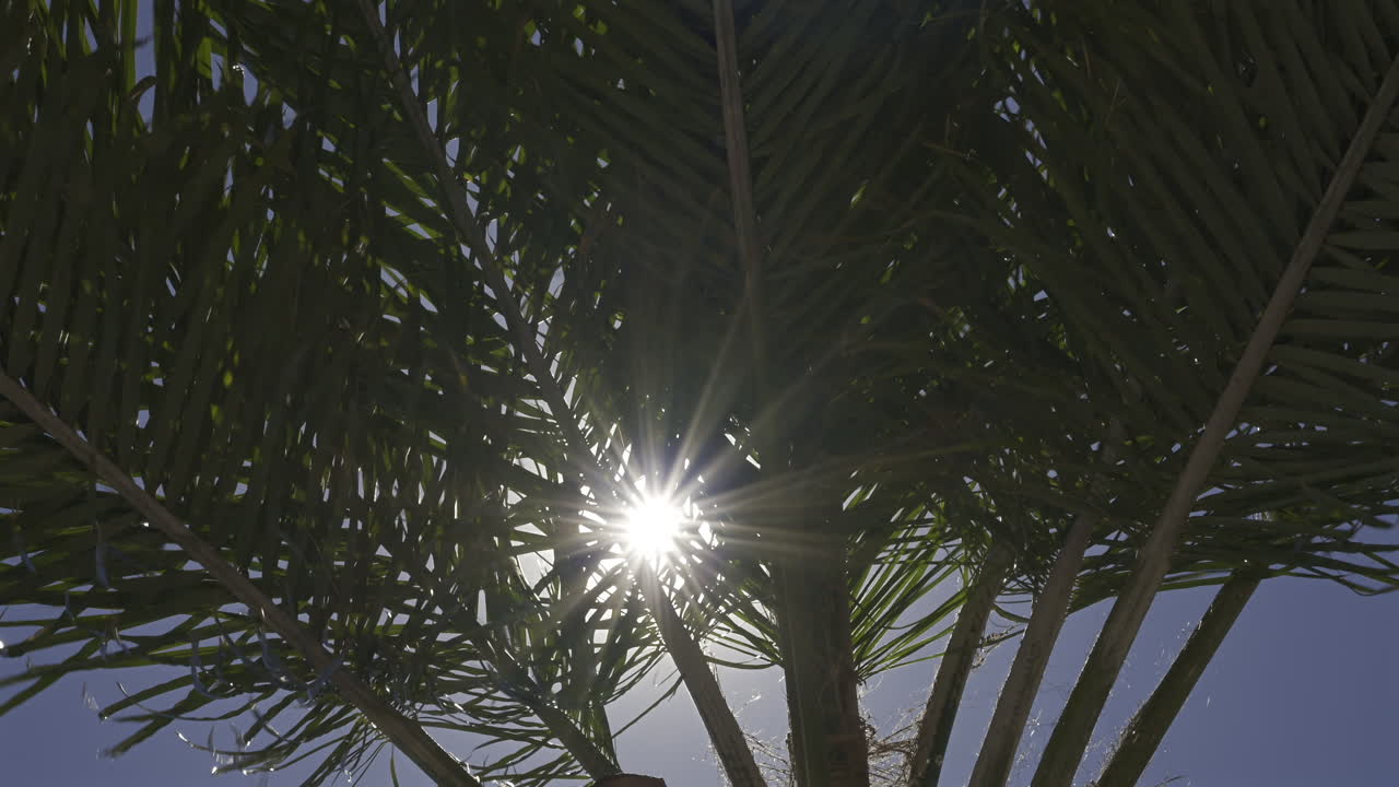Close up of sun peaking through the leaves of a palm tree with the blue sky on the background