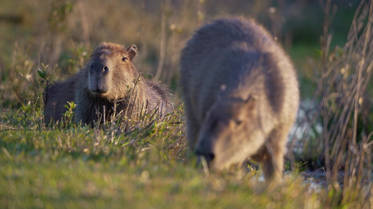 Due capibara si nutrono nell'erba bassa della palude nelle zone umide di Iberá durante la calda luce della sera, con un animale nitido in primo piano e l'altro che riposa dietro