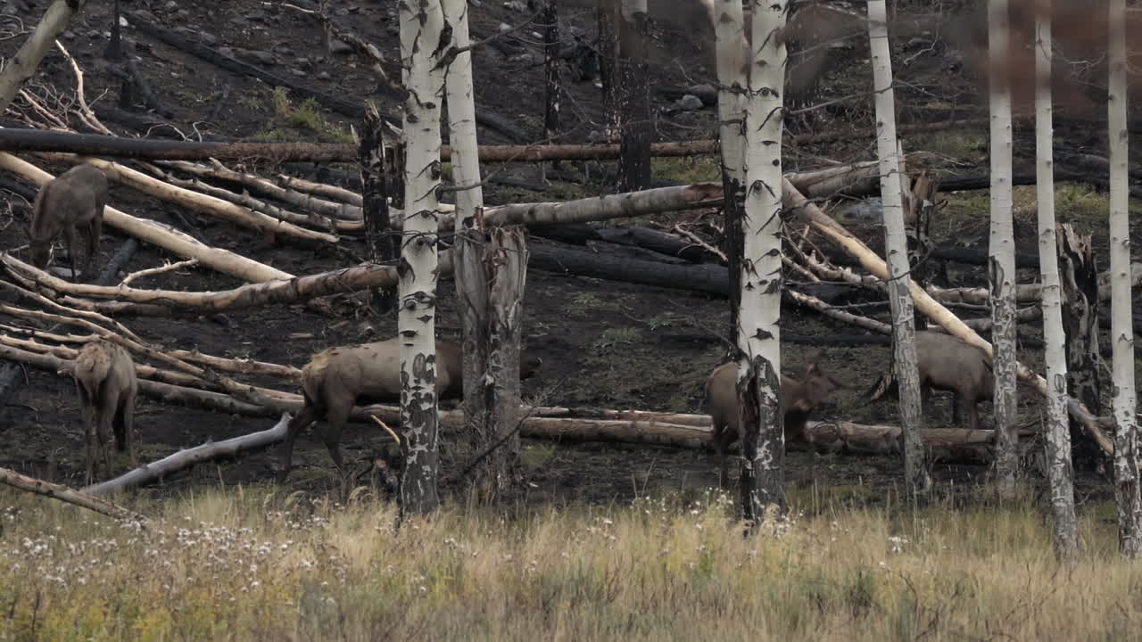 Bull rocky mountain elk chasing cow and then bugling among trees, 4K