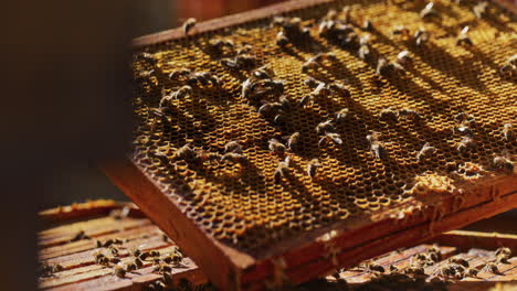 beekeeper holds frame with working bees