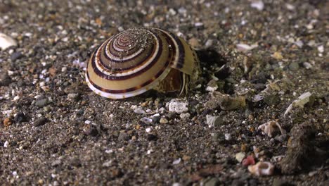 perspective sundial shell on sandy reef at nightin the Philippines