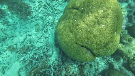 Top-down-coral-reef-garden,-among-brain,-elkhorn-and-stag-coral,-underwater-caribbean-sea-slow-motion