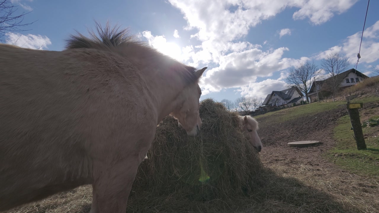 Two horses feeding on hay outdoors on a farm with sunlight blue sky and rural buildings in the background creating a calm countryside scene