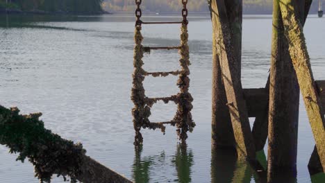 barnacle covered chain ladder on a dock during autumn