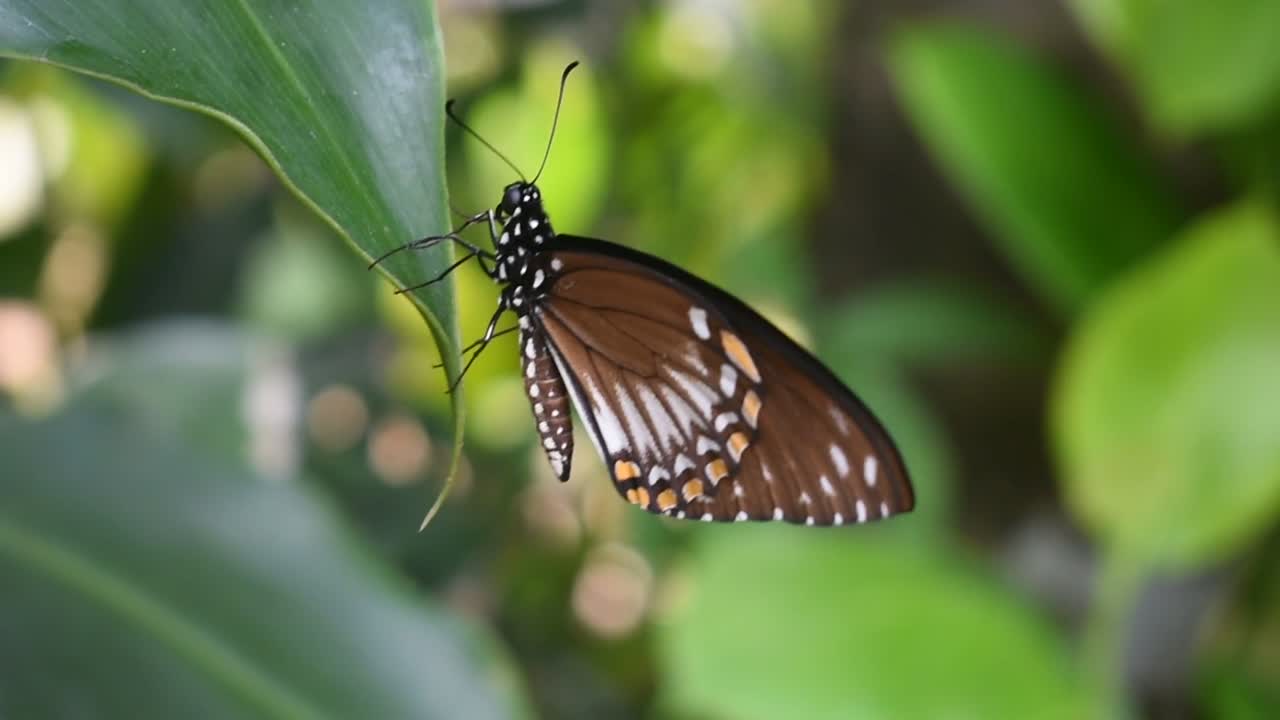 mariposa en una hoja en el jardín de sri lanka