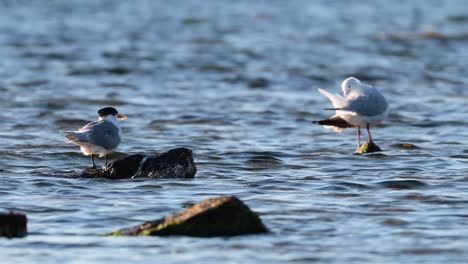 seagulls on rocks by the ocean