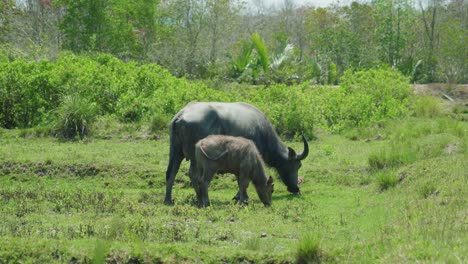 4K-Cinematic-wildlife-footage-of-buffaloes-in-a-field-in-slow-motion-on-the-island-of-Ko-Klang-in-Krabi,-South-Thailand-on-a-sunny-day-eating-grass