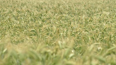 wide of growing wheat in the height of summer