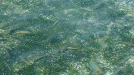 Cardumen-De-Peces-Cabra-Alimentándose-En-El-Hábitat-Marino-Natural-De-Pastos-Marinos-En-Las-Aguas-Poco-Profundas-De-La-Isla-Tropical-En-Raja-Ampat,-Papúa-Occidental,-Indonesia