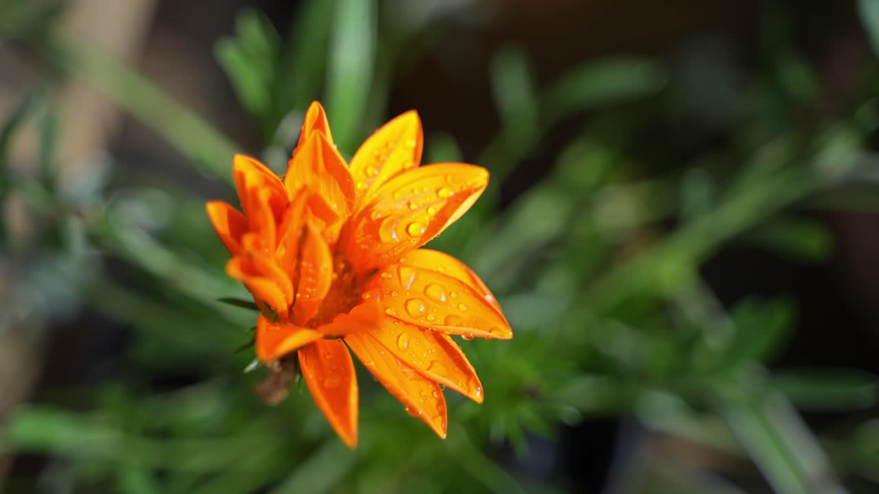 Dew falls on the Gazania rigens flower.