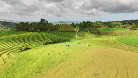 aerial view of the lush cadapdapan rice terraces in bohol, philippines with golden fields, green paddies, palm trees, and layered hills under a partly cloudy sky in a rural tropical landscape