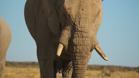 slow motion action shot of an african elephant spraying mud over its body to cool down under the hot african sun