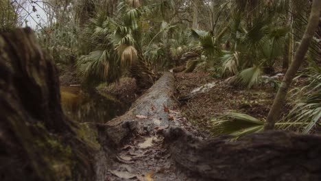 a fallen moss-covered tree stretches across a forest trail surrounded by lush tropical vegetation, including palm trees and wild foliage.