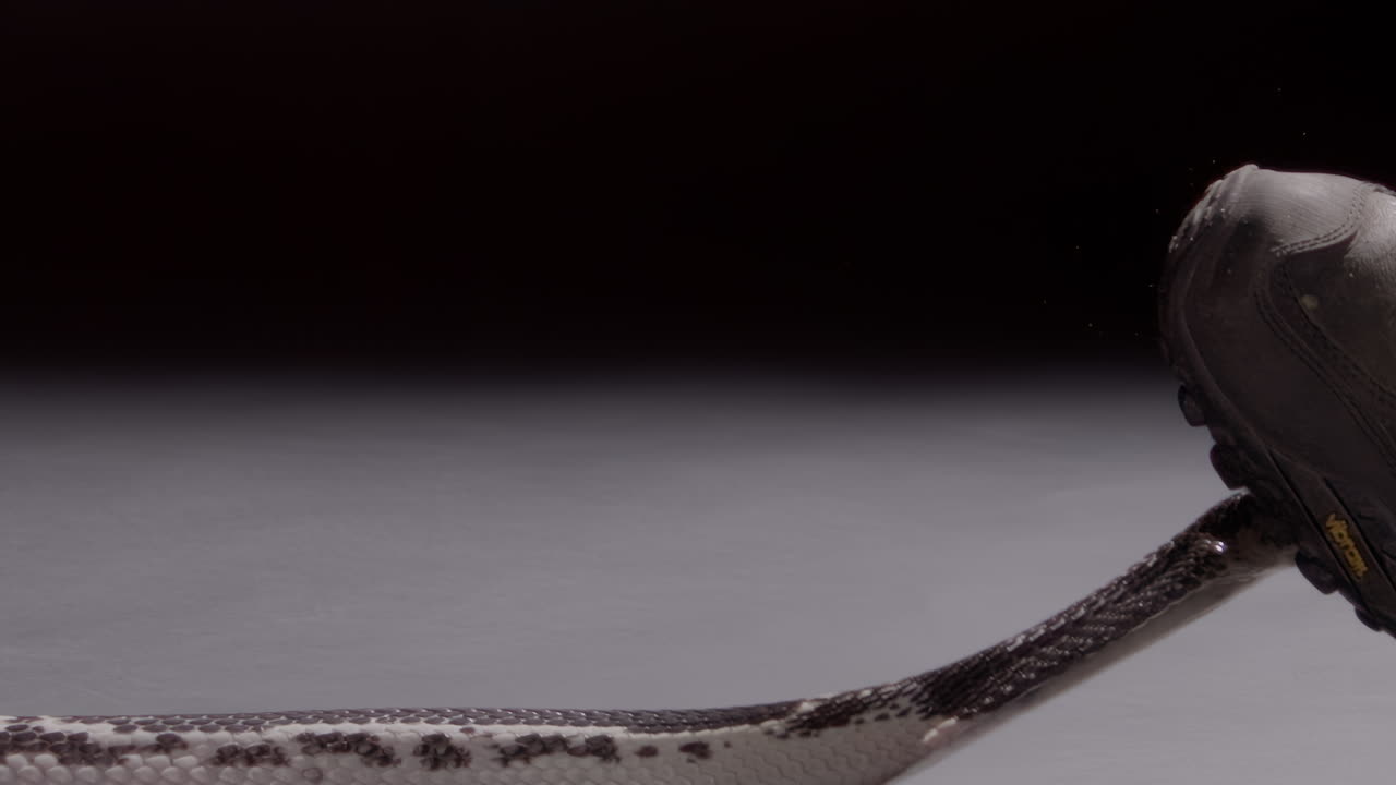 плюющая кобра нападает на сапог документальный фильм о природе