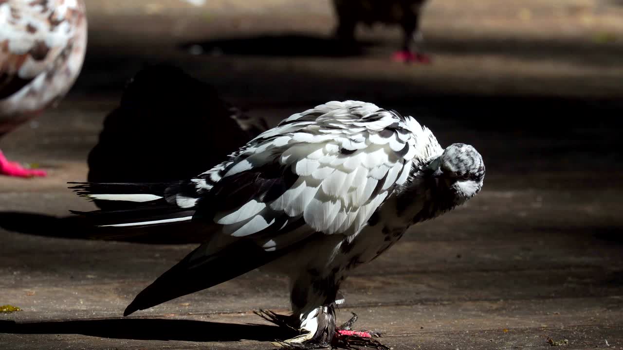 아름다운 색 회색 비둘기는 나무 플랫폼에서 털을 청소합니다. 비둘기는 먹은 후 휴식을 취합니다. 그는 에 자신을 따뜻하게하고 잠을 니다. 공원에서 은 여름 아침.