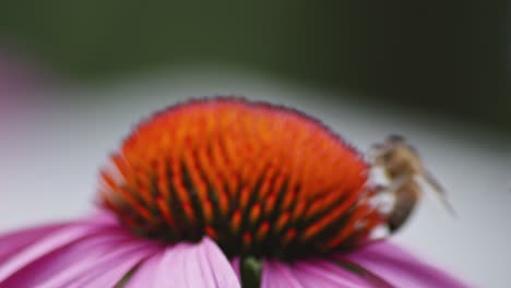 a close-up shot of a bee pollinating a orange cone flower