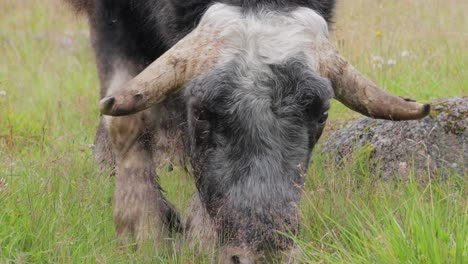 muskox (ovibos moschatus, in latin musky sheep-ox), also spelled musk ox and musk-ox, plural muskoxen or musk oxen is a hoofed mammal of the family bovidae.