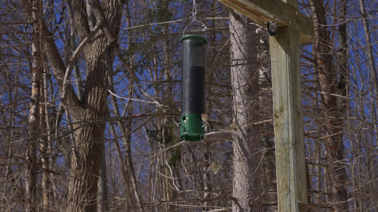 Slow Motion of Birds Having Fun Eating Their Food in Forest