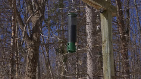 slow motion of birds having fun eating their food in forest
