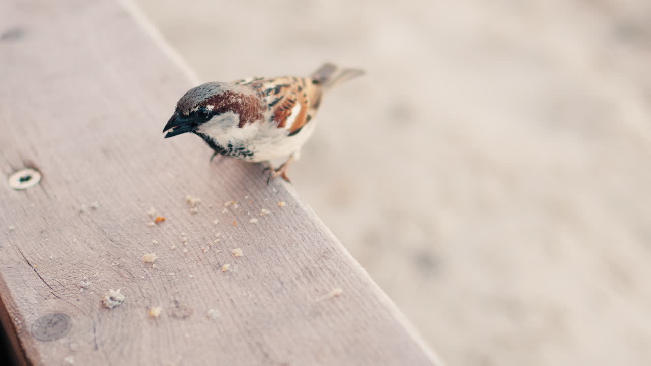 Close up of a sparrow eating crumbs on a blurred background
