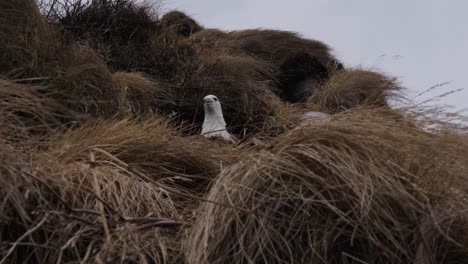 fulmar del norte en el lugar de anidación con hierba marrón boca abierta y mirar a su alrededor