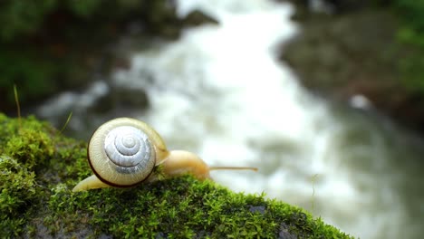 snail walks on moss in monsoon with the background of waterfall in western ghats