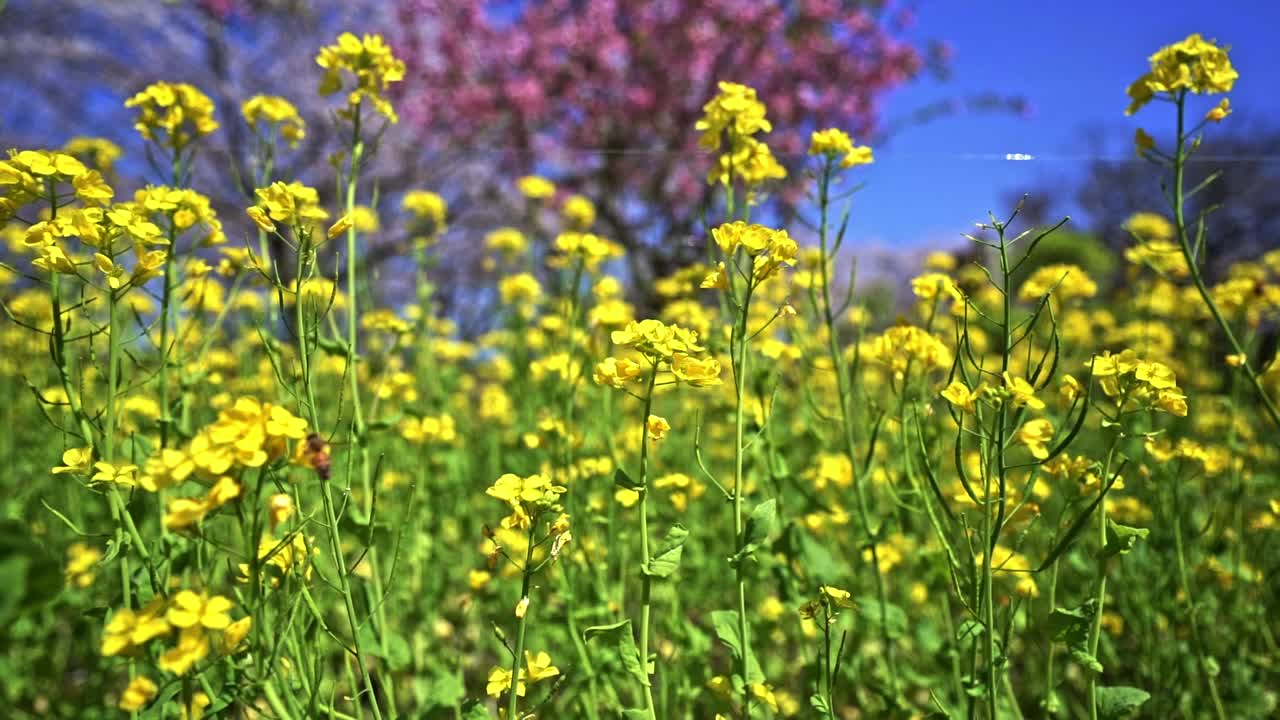 화창한 봄날에 초원에 있는 노란 유채꽃 위에 벌