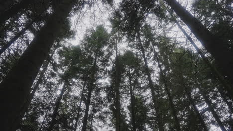 pine tree tops from below