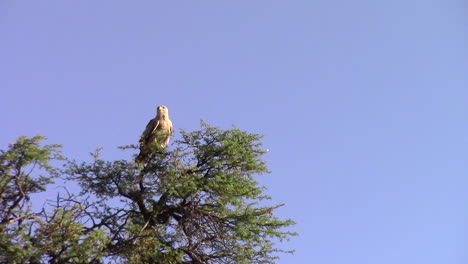 A-pale-morph-adult-tawny-eagle-oves-and-calls-on-top-of-a-massive-camel-thorn-tree-in-the-Kgalagadi,-part-of-the-Kalahari-on-a-hot-summers-day