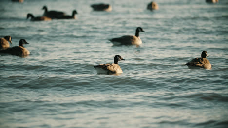 Canadian-Geese-Swimming-in-Lake-Water-Waves-during-Summer-Sunset