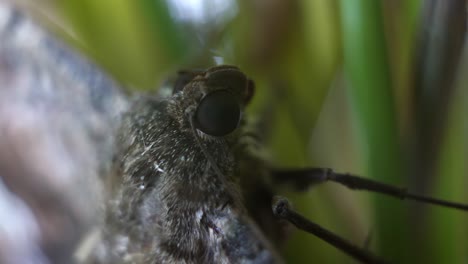 Macro-close-up-of-a-large-wild-tropical-moth-surrounded-by-green-foliage-in-Riviera-Maya,-Mexico-near-Cancun-and-Tulum