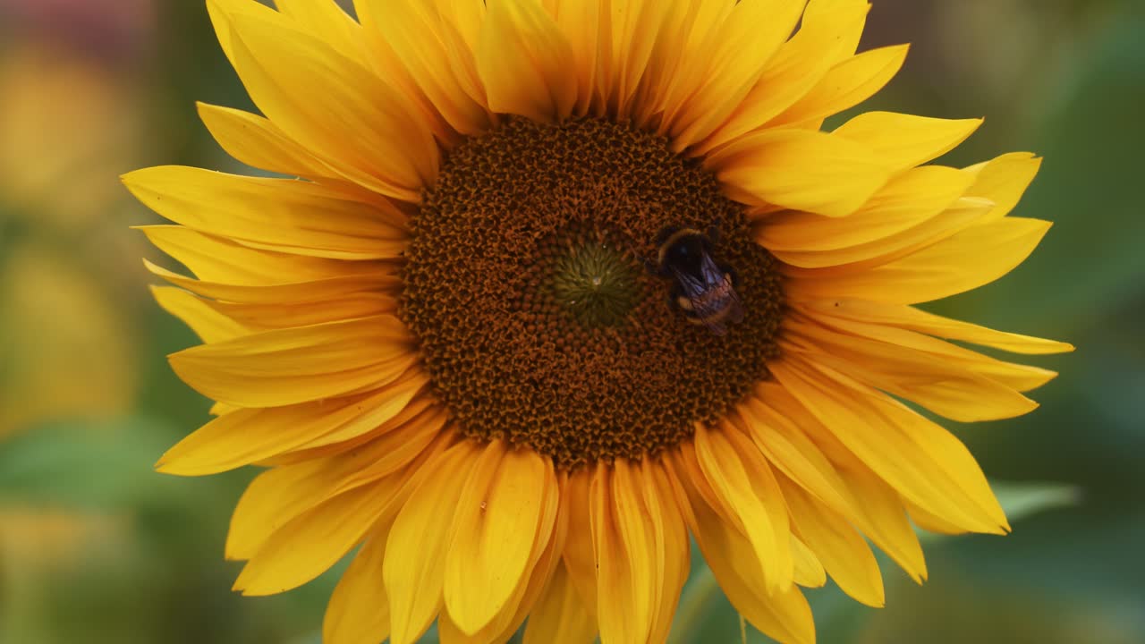 un abejorro y un insecto trepando en el primer plano de la hoja de flor de girasol