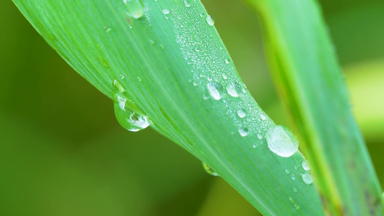 Extreme close up of fresh water droplets on a vibrant green leaf. Perfect for sustainability, wellness, and ecofriendly nature themes.