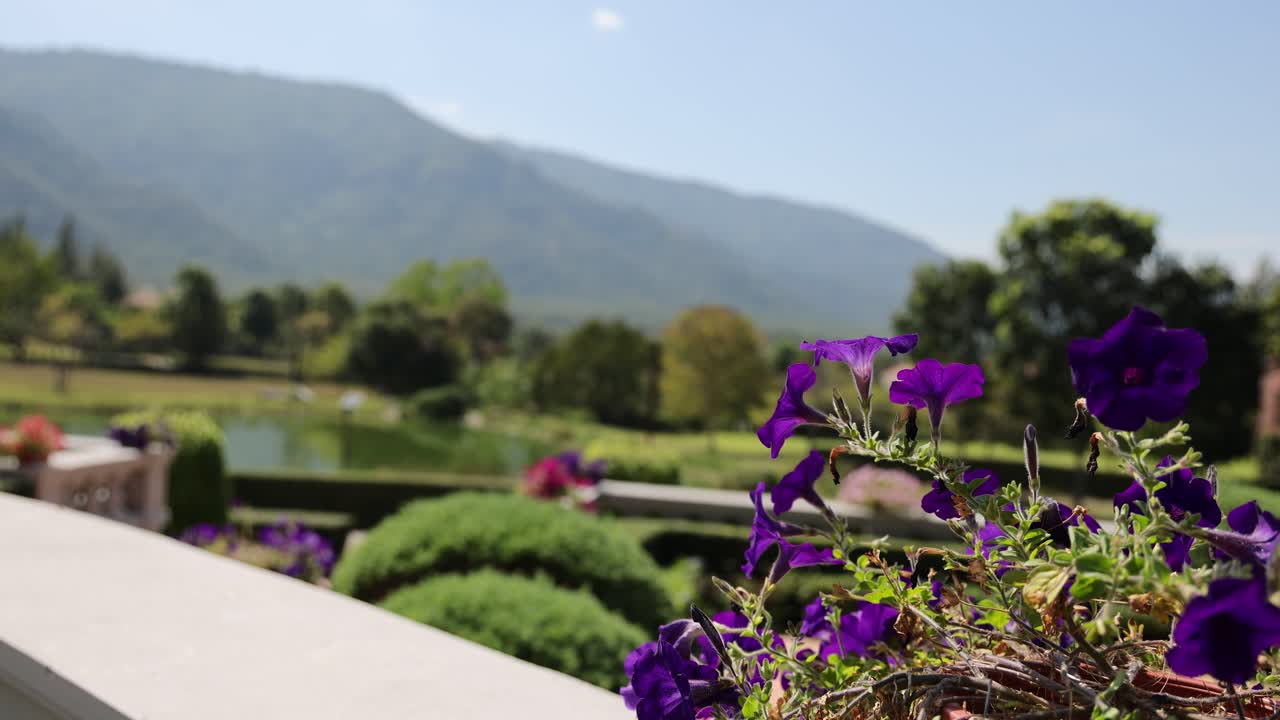 flores púrpuras en foco con un paisaje montañoso de fondo