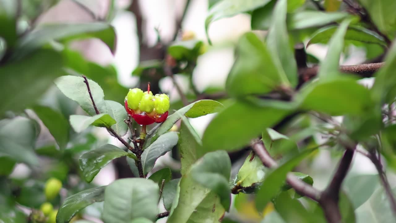 Close-up of branches with young flowers blooming