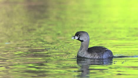 wild pied-billed grebe, podilymbus podiceps swimming and paddling across the rippling freshwater lake with green foliages reflected on the water surface, wildlife close up shot