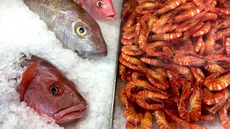 seafood fresh fish and prawns in ice displayed in market restaurant, perth. western australia