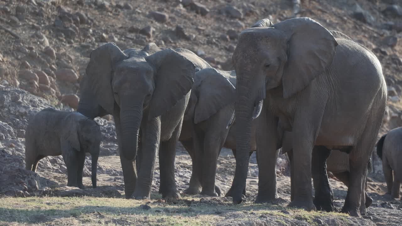 A herd of African elephants standing at the foot of a rocky hill while kicking up dust in search for food, Tuli Botswana.