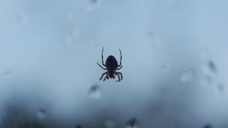 closeup detail of isolated spider hanging from a cobweb in a window