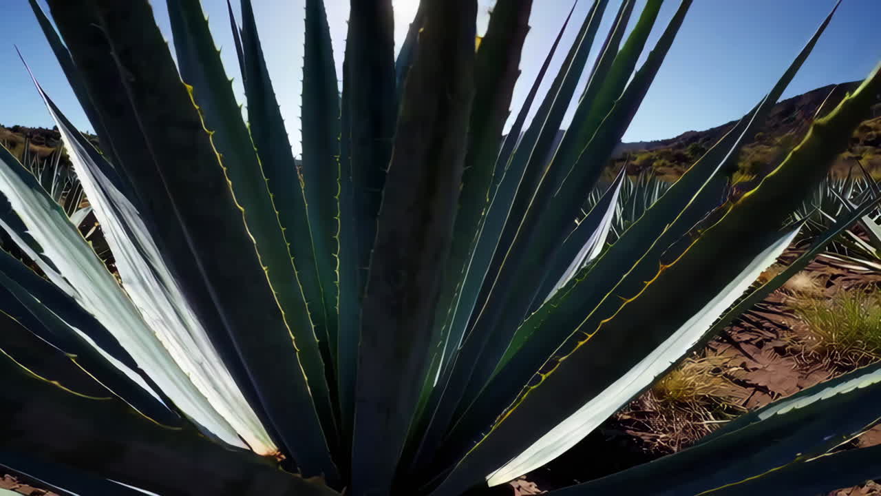 Agave Plantations in Mexico