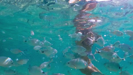 under water scene of a red-haired girl on summer holiday surrounded by school of fish feeding them