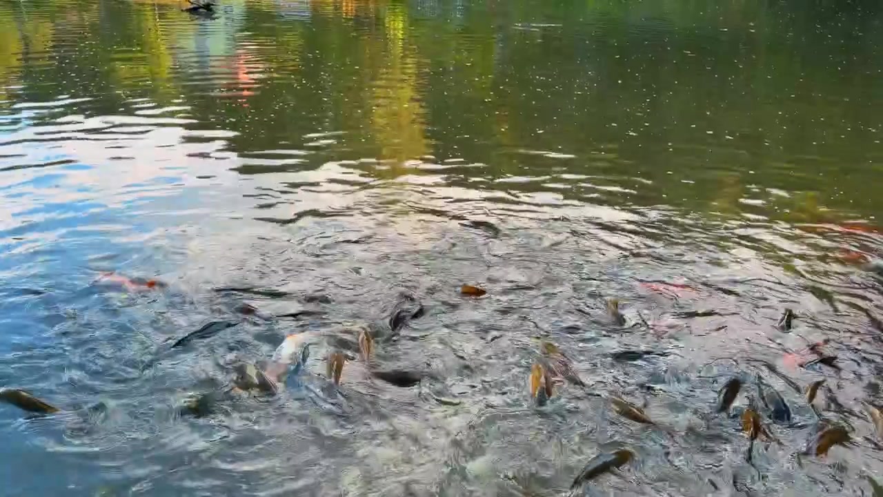 Fisk bryder vandoverfladen og skaber ringe på en mørk dam. Karpefisk der bryder vandoverfladen, vandsprøjt, koncentriske ringe, grøn refleksion, set fra oven.