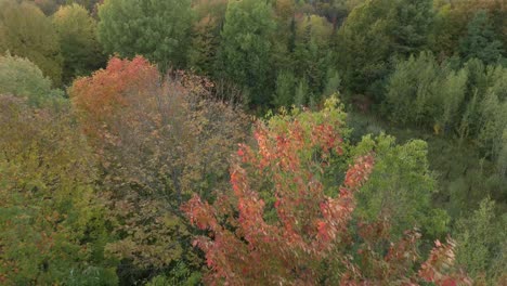 drone flying forward to expose clearing in the forest with plantation of small trees