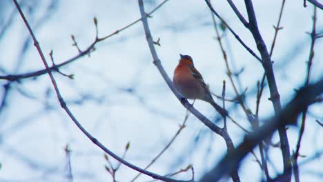 A-large-red-breasted-bird-is-singing-in-the-fog