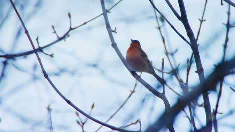 un gran pájaro de pecho rojo canta en la niebla