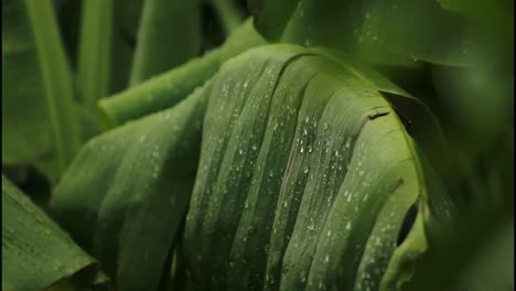 water droplets on a banana leaf