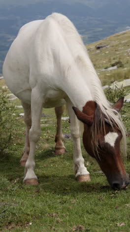 white and brown horse grazing in a meadow