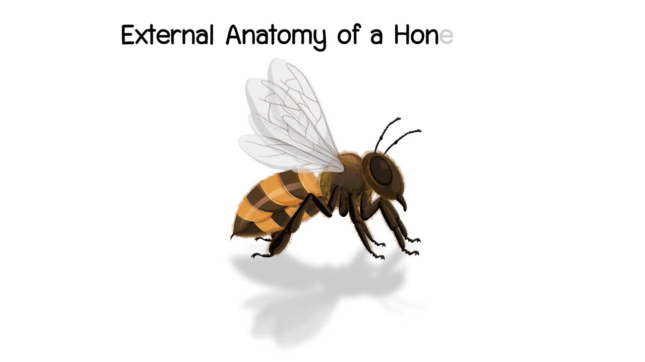 벌의 신체 부분에 대한 상세한 라벨