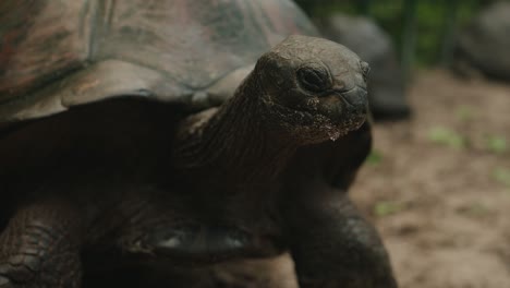 static shot old centenarian tropical turtle resting